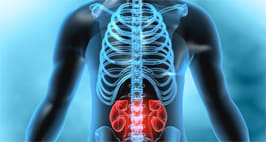 View of the kidneys through a transparent ribcage